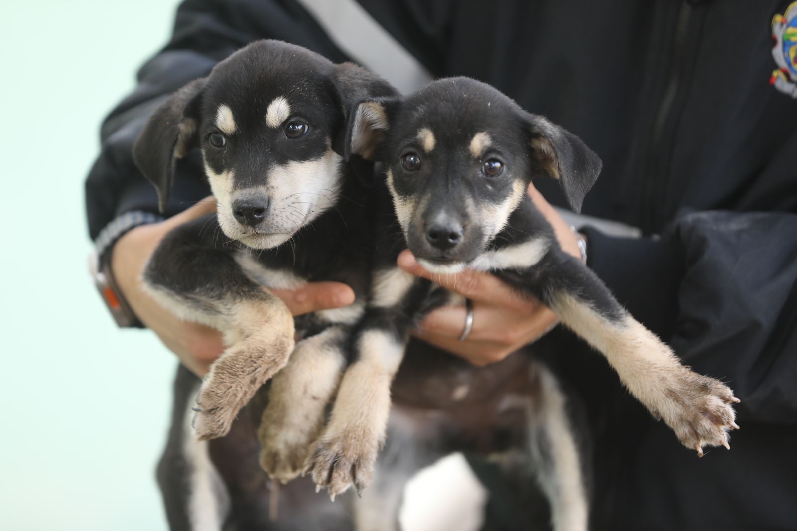 Promoverán plataforma para adopción responsable de mascotas