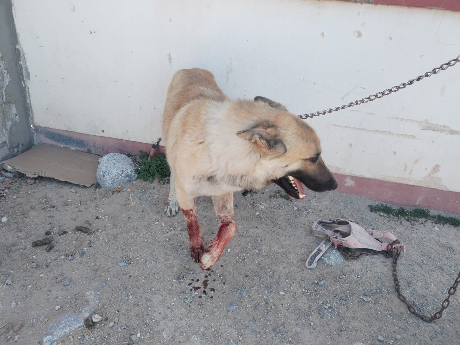 Detienen a sujeto que cometía actos sexuales con perrito