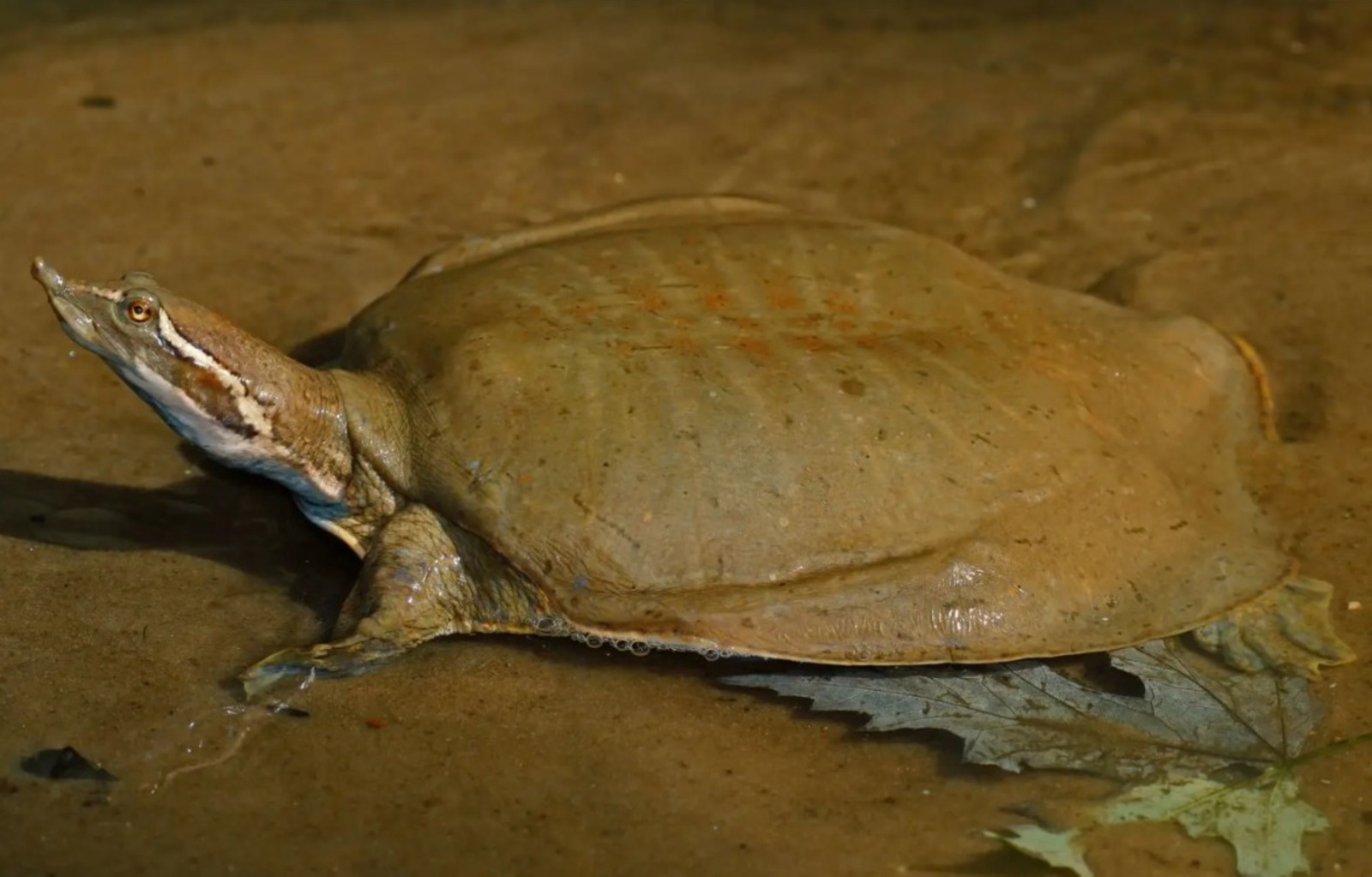 El hombre que sacó una tortuga del río y fue arrestado