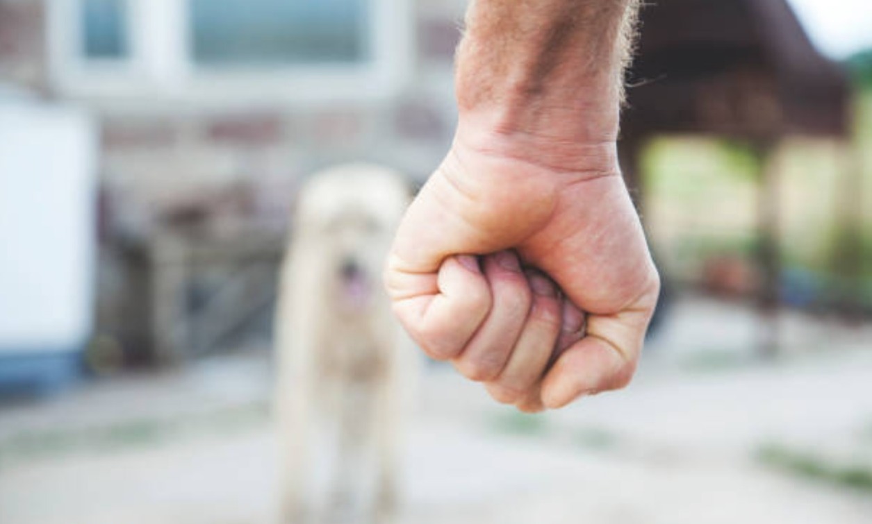 Animalistas exigen penalizar zoofilia en Chihuahua
