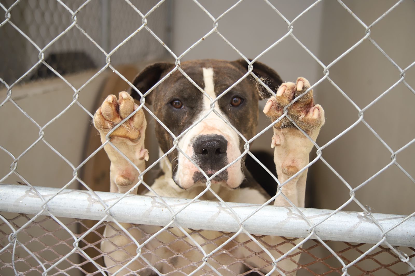Endurecerán reglamento municipal contra maltrato animal