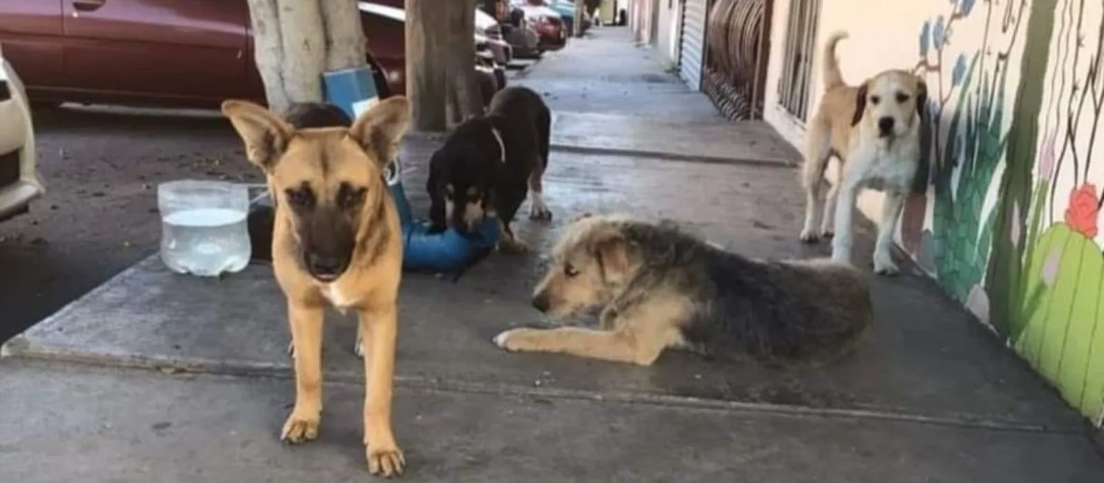 Rescatistas buscan concientizar sobre la problemática de abandono y maltrato animal en Tijuana
