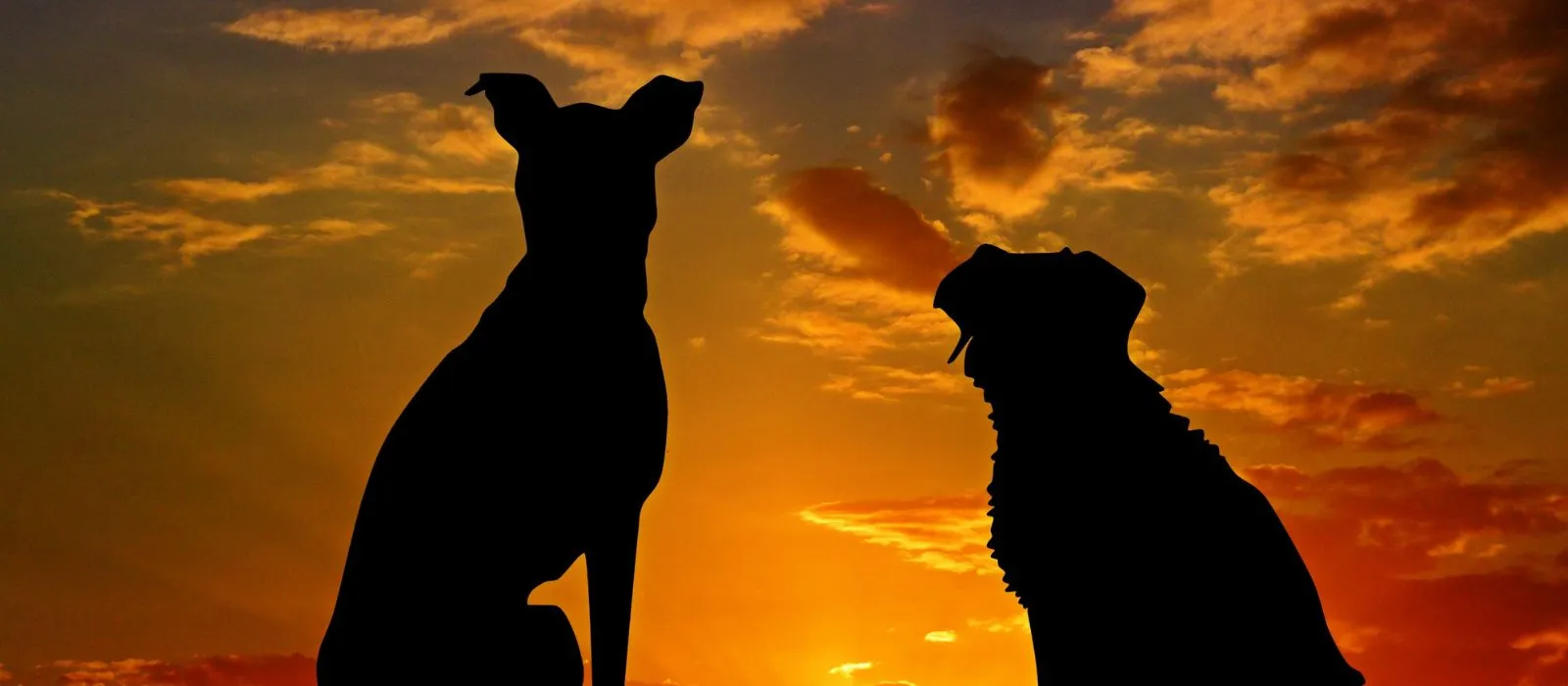 Realizarán marcha en defensa de los animales