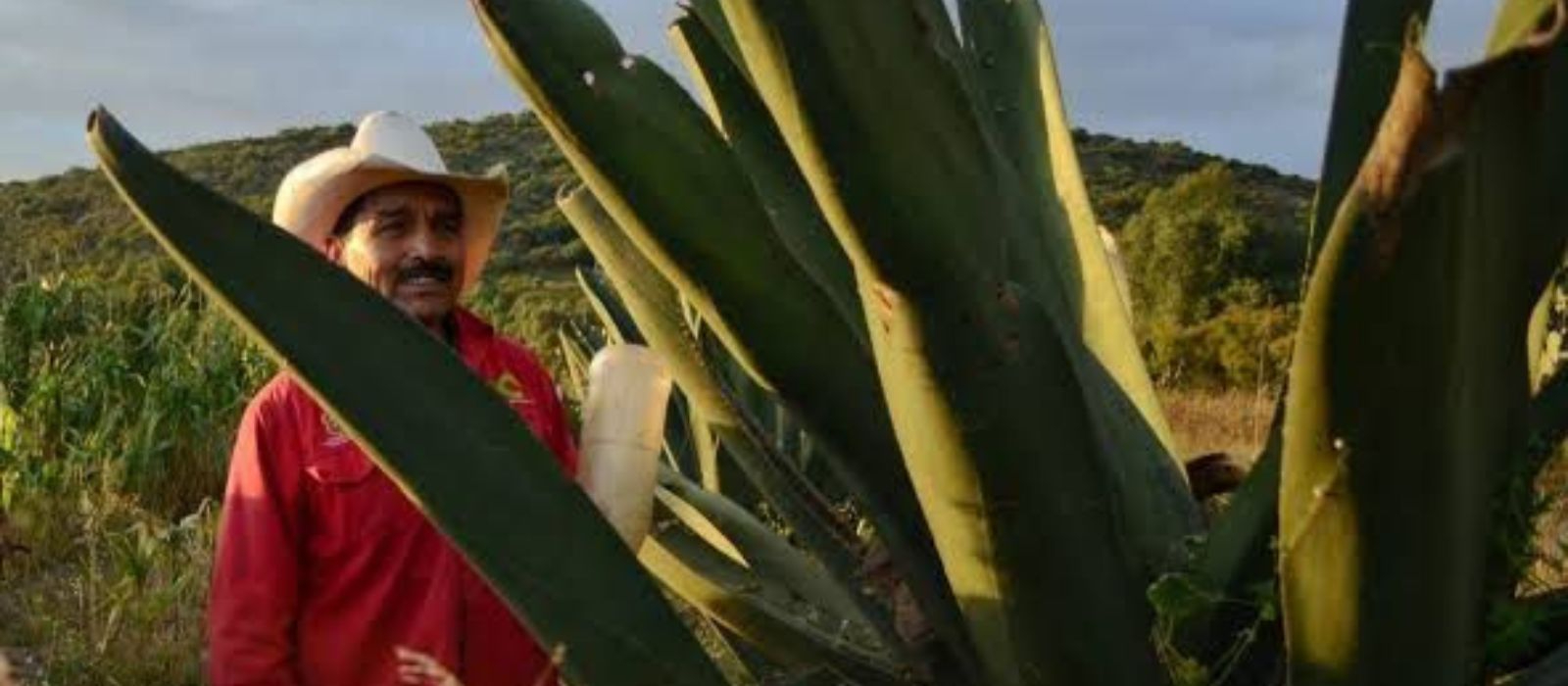 El Tlachiquero: por amor al pulque