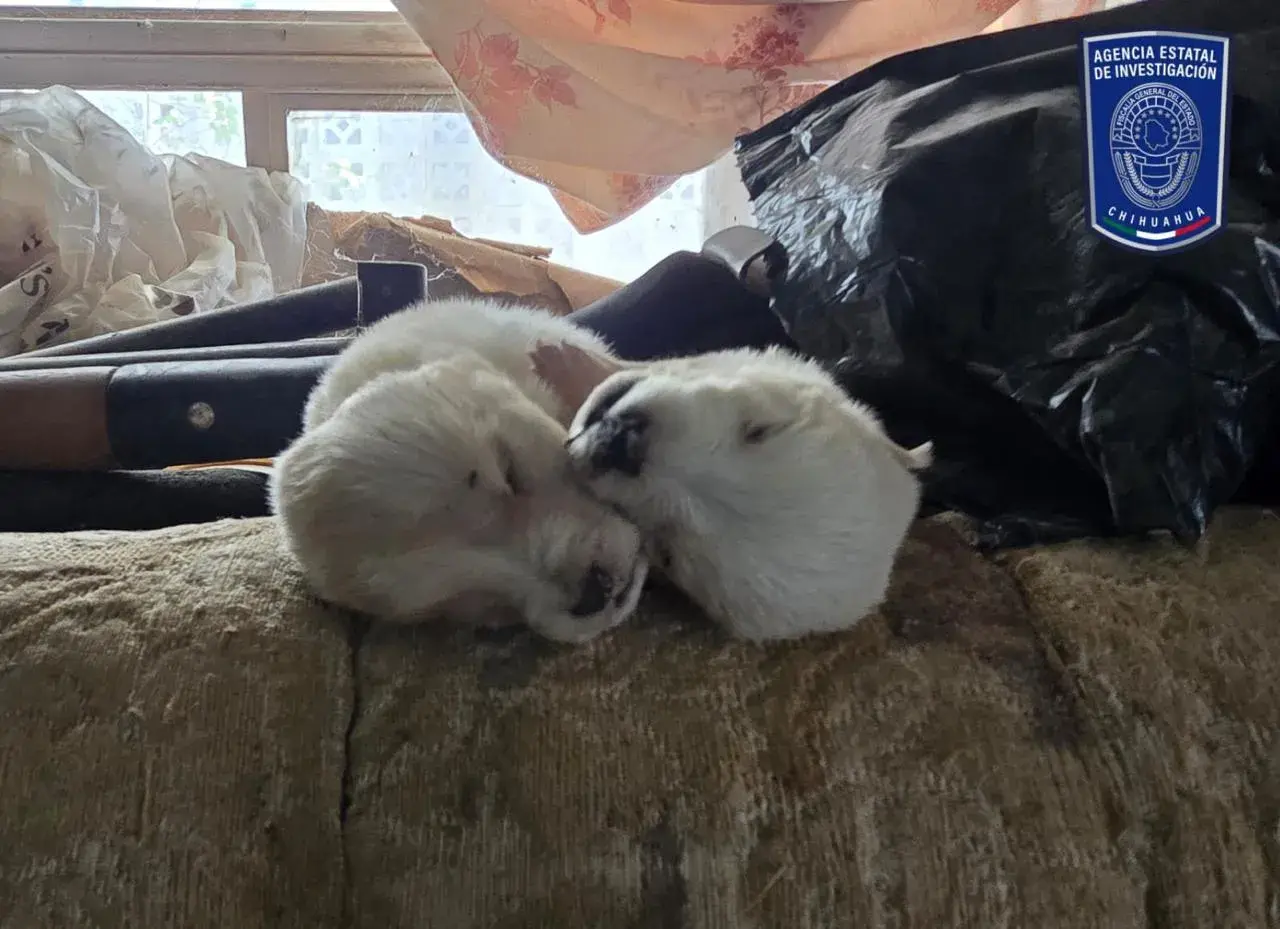 Operativos por maltrato animal: 45 asegurados y tres cadáveres caninos