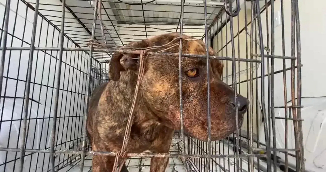 Pitbull que atacó a adulto mayor será eutanasiado: DABA 