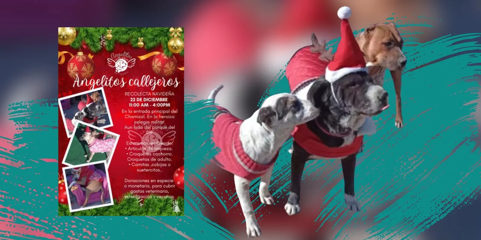 Recolecta navideña en apoyo a refugio de perros callejeros