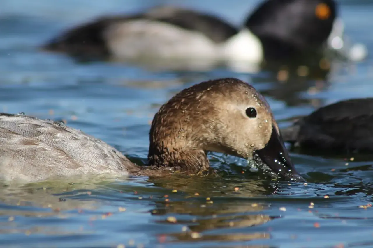 Pato Coacoxtle arriba a Ciudad Juárez