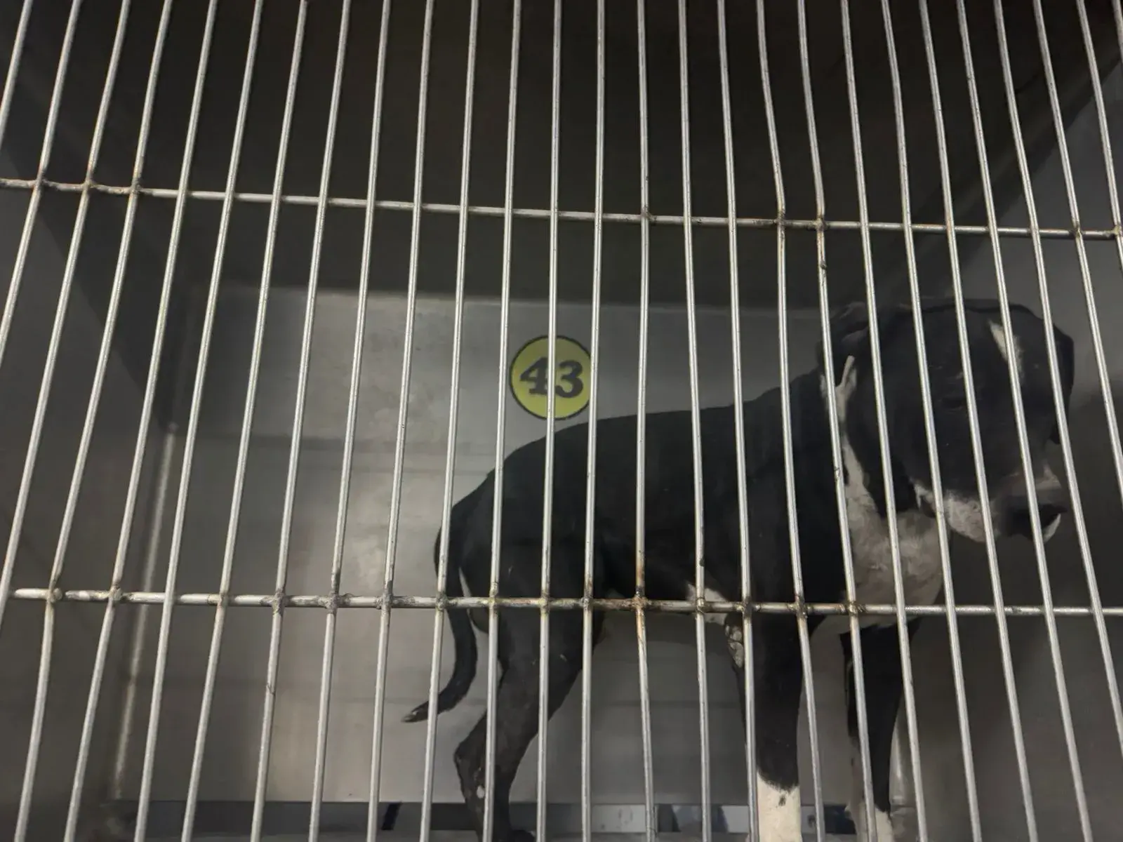 Rescatan a perrito herido con cuetes; 2 casos de maltrato en 3 días