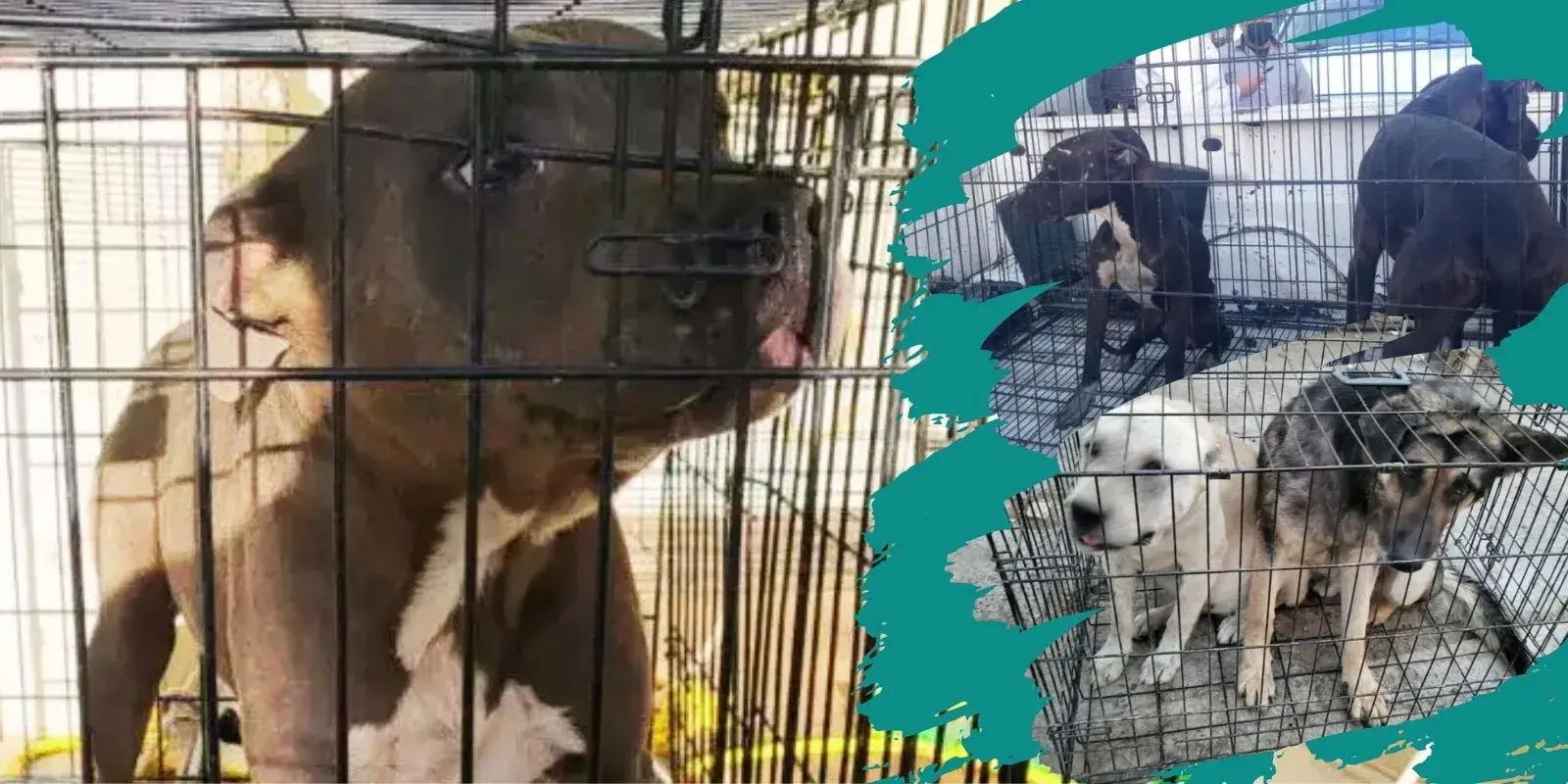 179 animales fueron asegurados en situación de maltrato