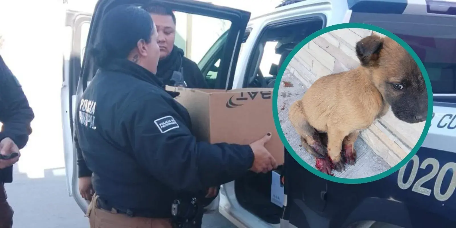 Rescatan a perrito lesionado en colonia Salvarcar