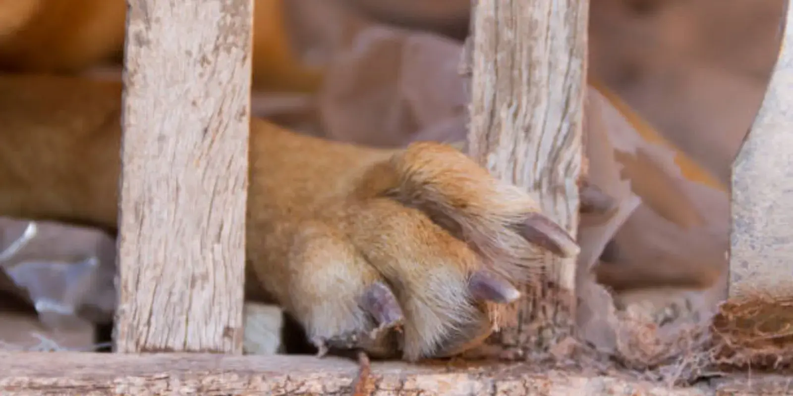 Proponen aumentar penas de cárcel por zoofilia en Chihuahua
