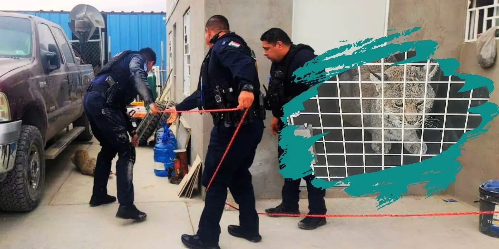 PROFEPA investiga a DABA por muerte de gato montés