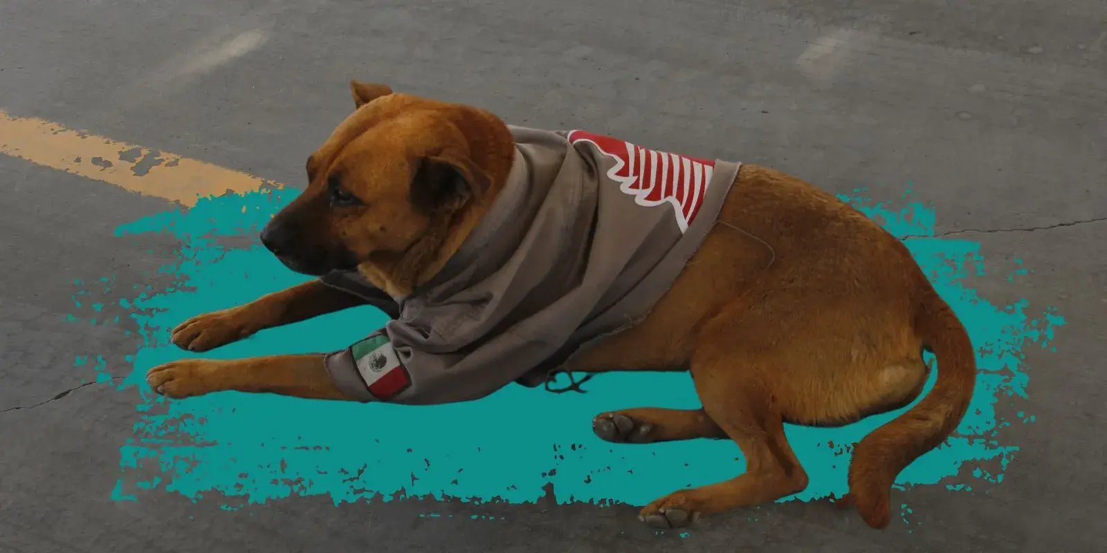 Germán: el can despachador de gasolina en la Jilotepec 