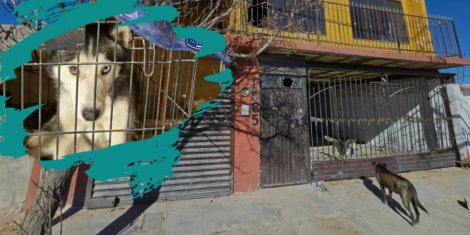 Físcalía asegura a 13 animales víctimas de maltrato