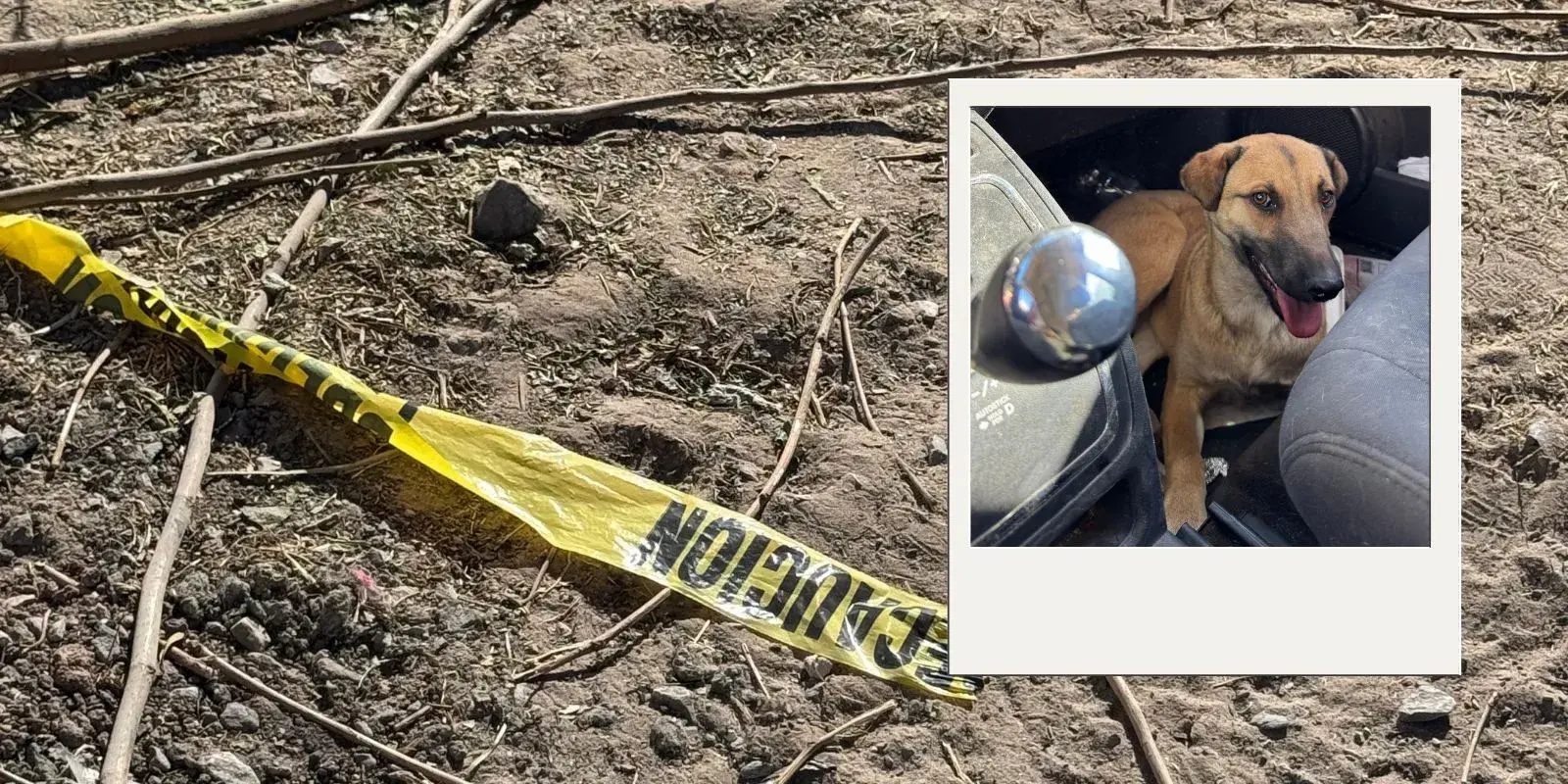 Rescatan a perrito abandonado en casa incendiada