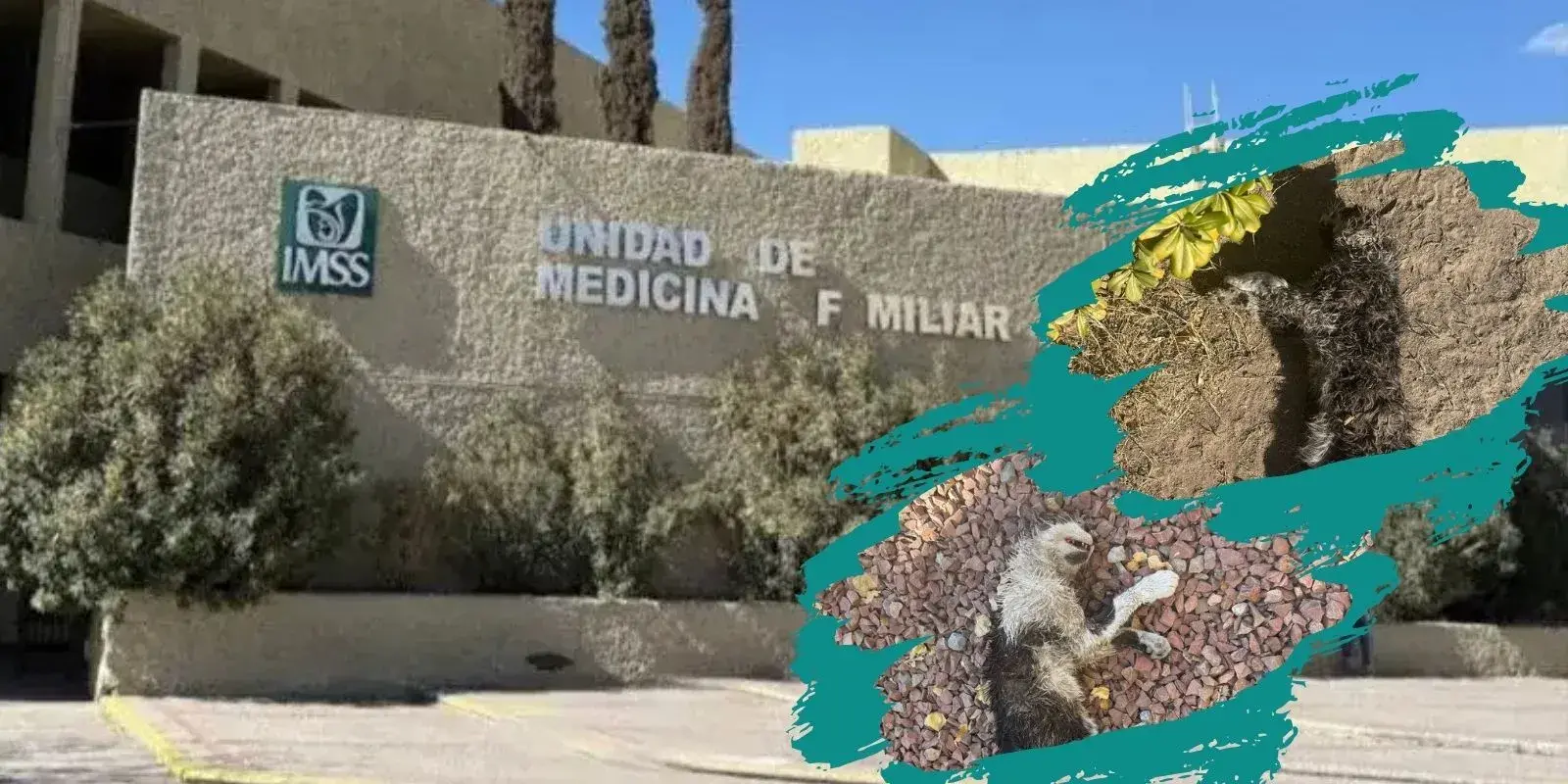 Acusan de maltrato animal a director de clínica del IMSS en Juárez