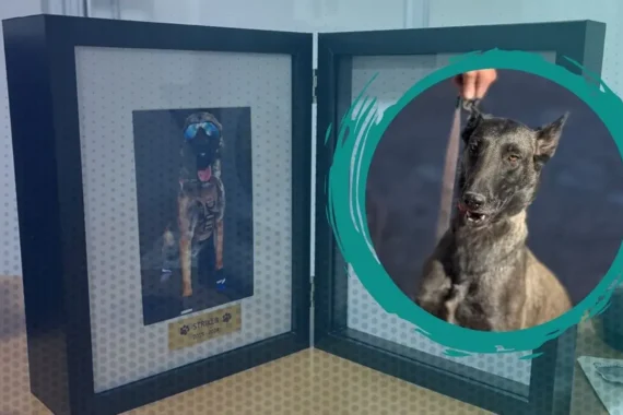 Lina, la perrita rastreadora que se une a la búsqueda de desaparecidos en Juárez