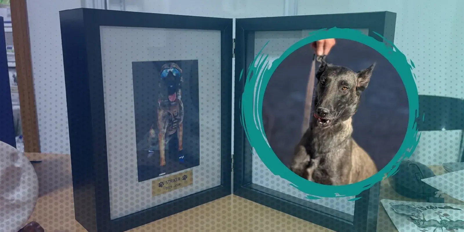 Lina, la perrita rastreadora que se une a la búsqueda de desaparecidos en Juárez