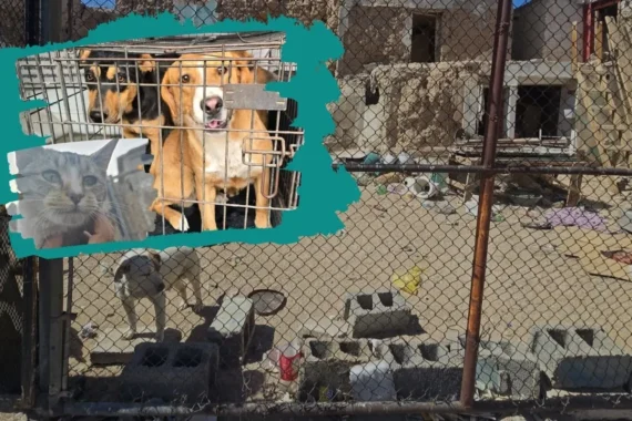 Rescatan a 17 mascotas por maltrato en marzo