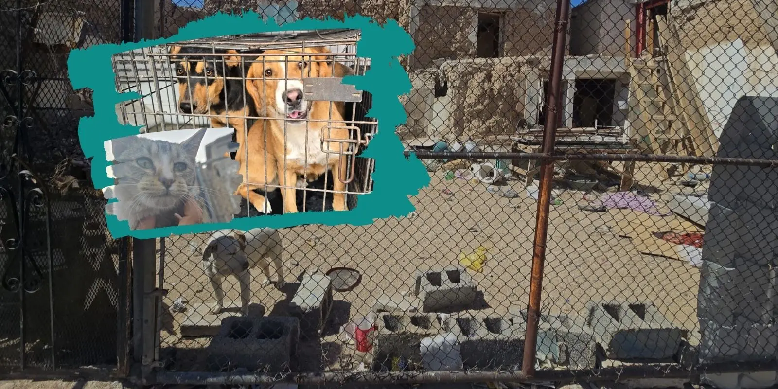 Rescatan a 17 mascotas por maltrato en marzo