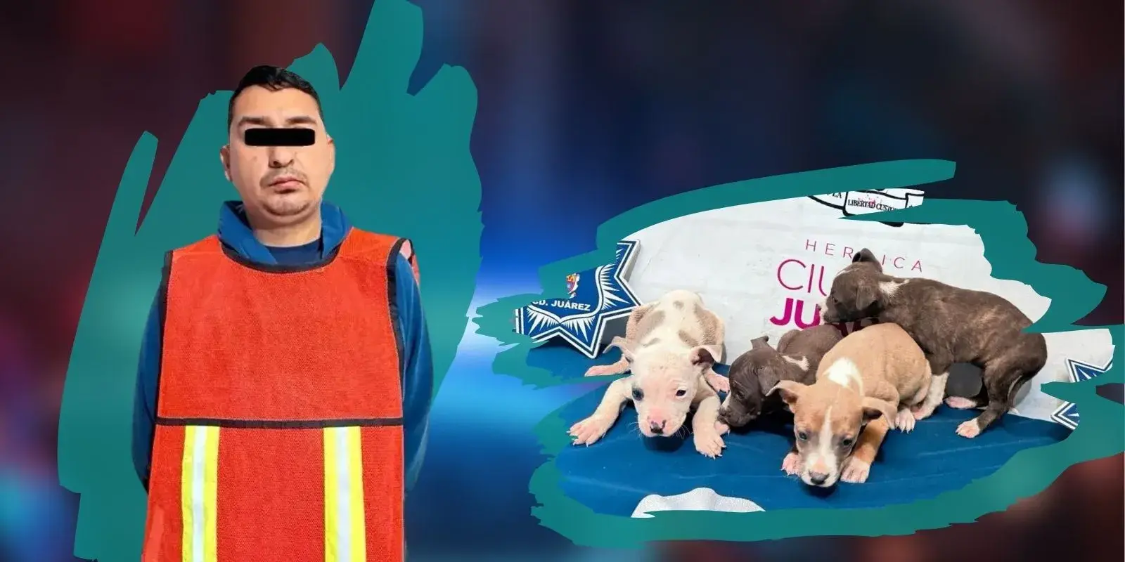 Abandonan a cachorros en costal y dejan perritos en auto bajo el sol 