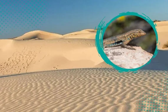Fauna en riesgo en los Médanos de Samalayuca