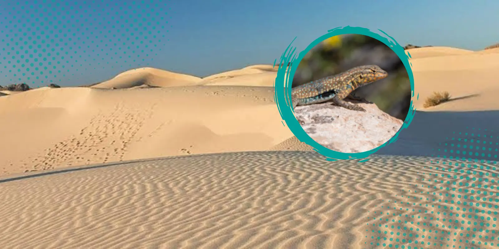 Fauna en riesgo en los Médanos de Samalayuca