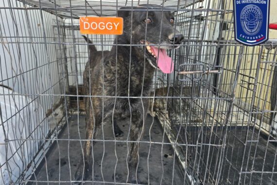 Rescataron a 71 animales por maltrato en lo que va del 2025