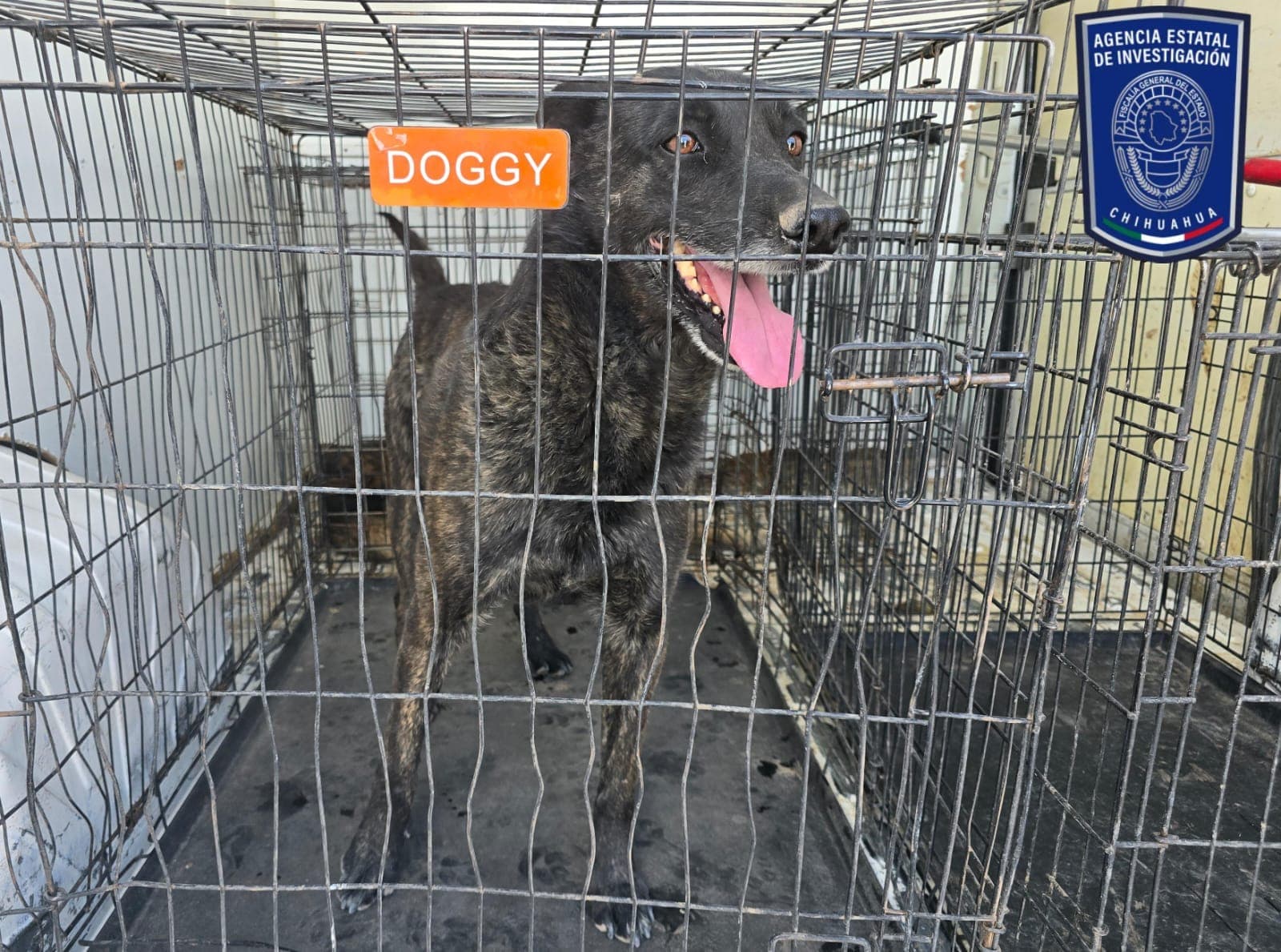 Rescataron a 71 animales por maltrato en lo que va del 2025