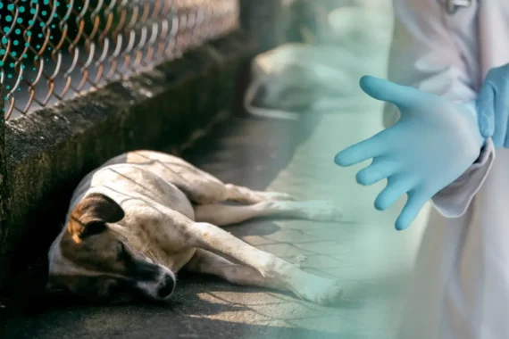 Realizarán campaña de esterilización para atender crisis de perros callejeros