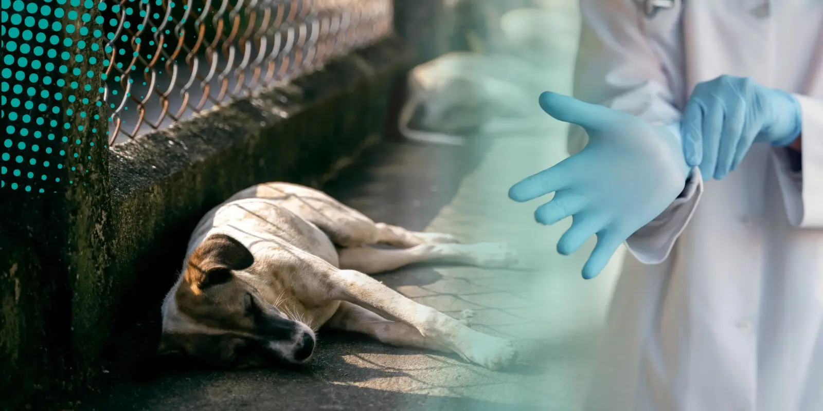 Realizarán campaña de esterilización para atender crisis de perros callejeros