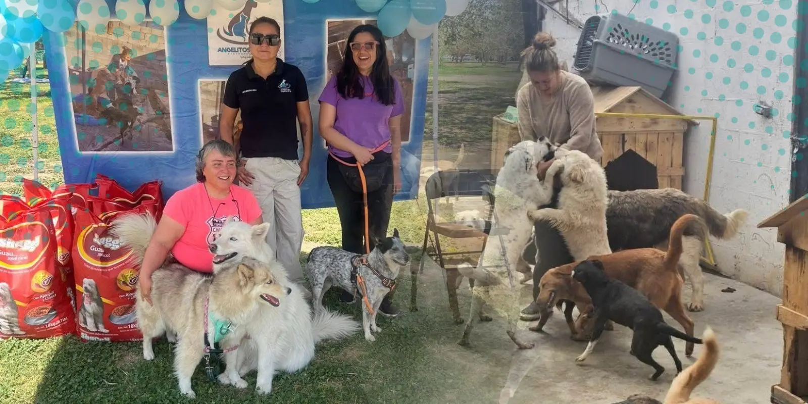 Piden ayuda para perritos sin hogar  en Presupuesto Partipativo