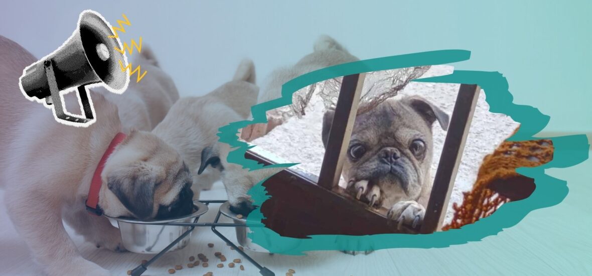 Perrito pug en busca de hogar