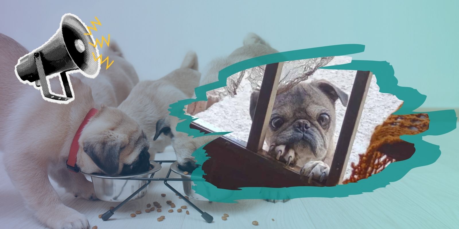 Buscan hogar para pug viejito