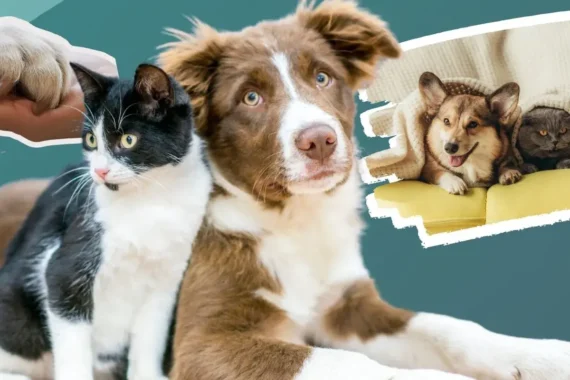 Expo Pets Juárez: esterilizaciones, vacunas y mascotas