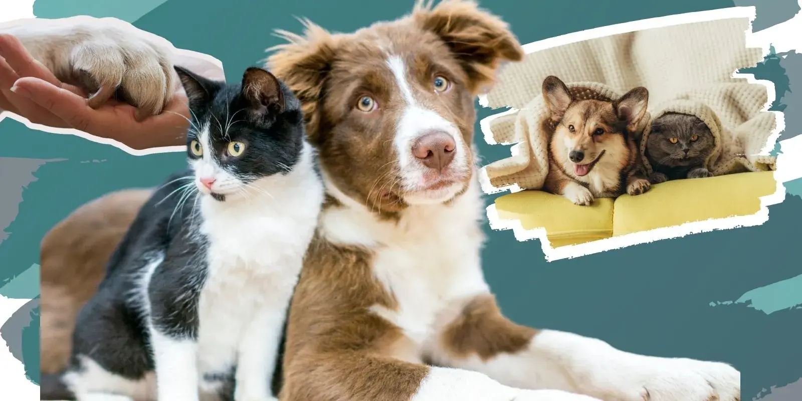 Expo Pets Juárez: esterilizaciones, vacunas y mascotas