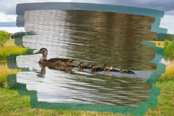 Nacen ocho crías de pato mexicano en el Parque Central