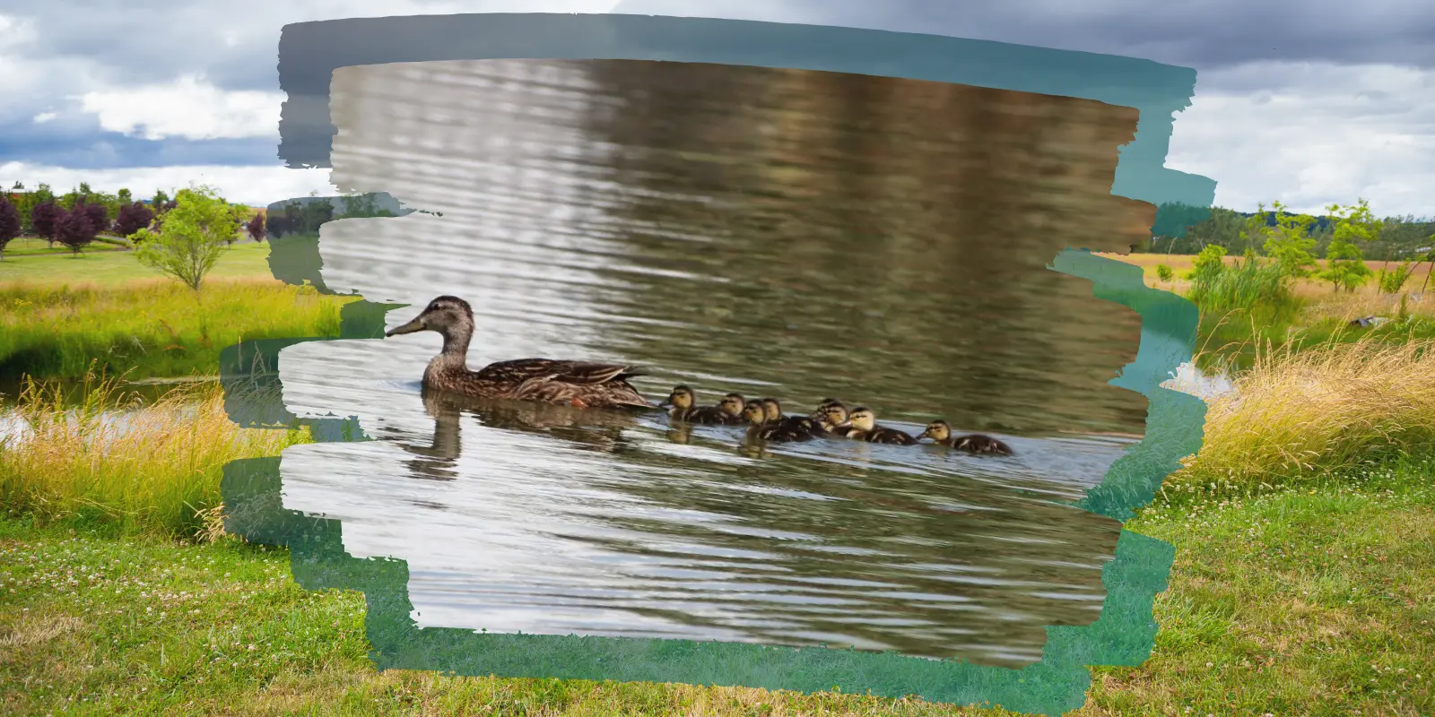 Nacen ocho crías de pato mexicano en el Parque Central