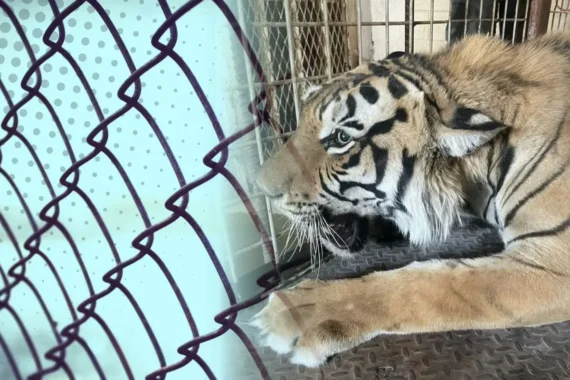 Rescatan a tigre en condiciones precarias en Yonke