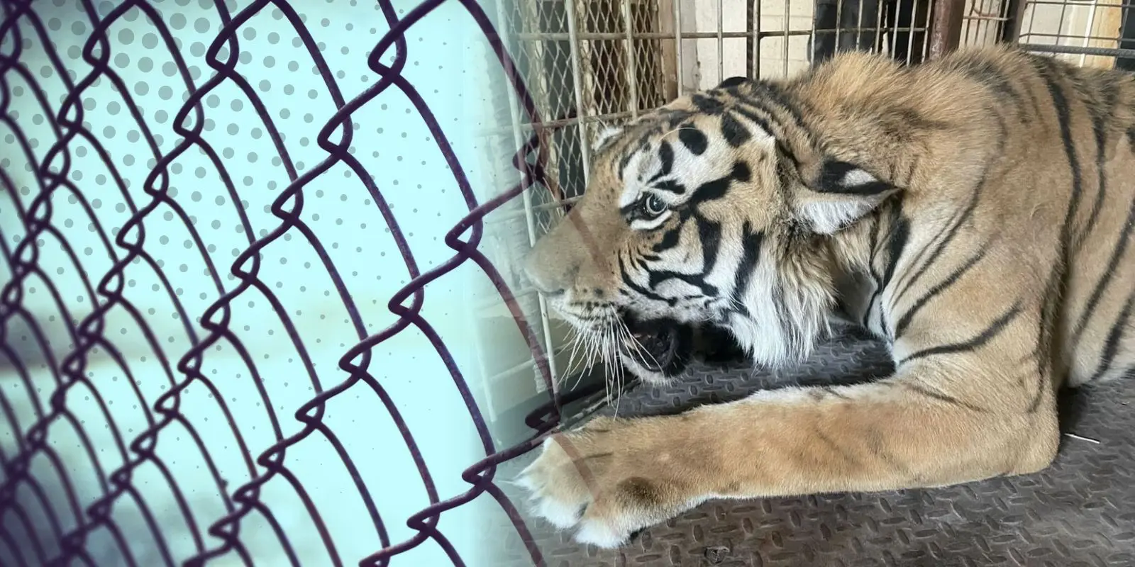 Rescatan a tigre en condiciones precarias en Yonke