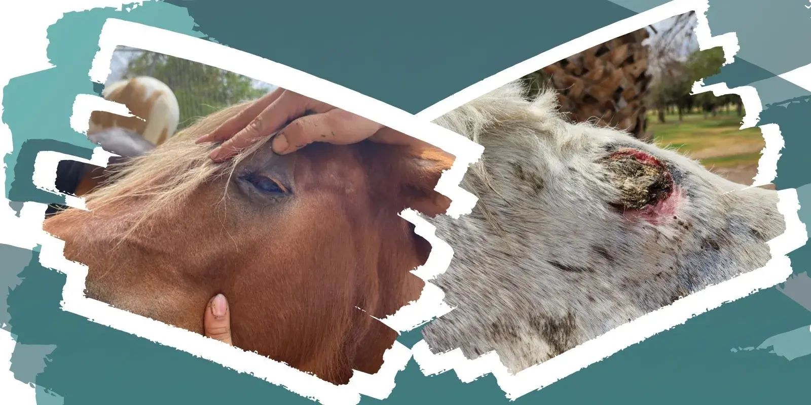 Resguardan a 7 caballos usados para paseos en El Chamizal