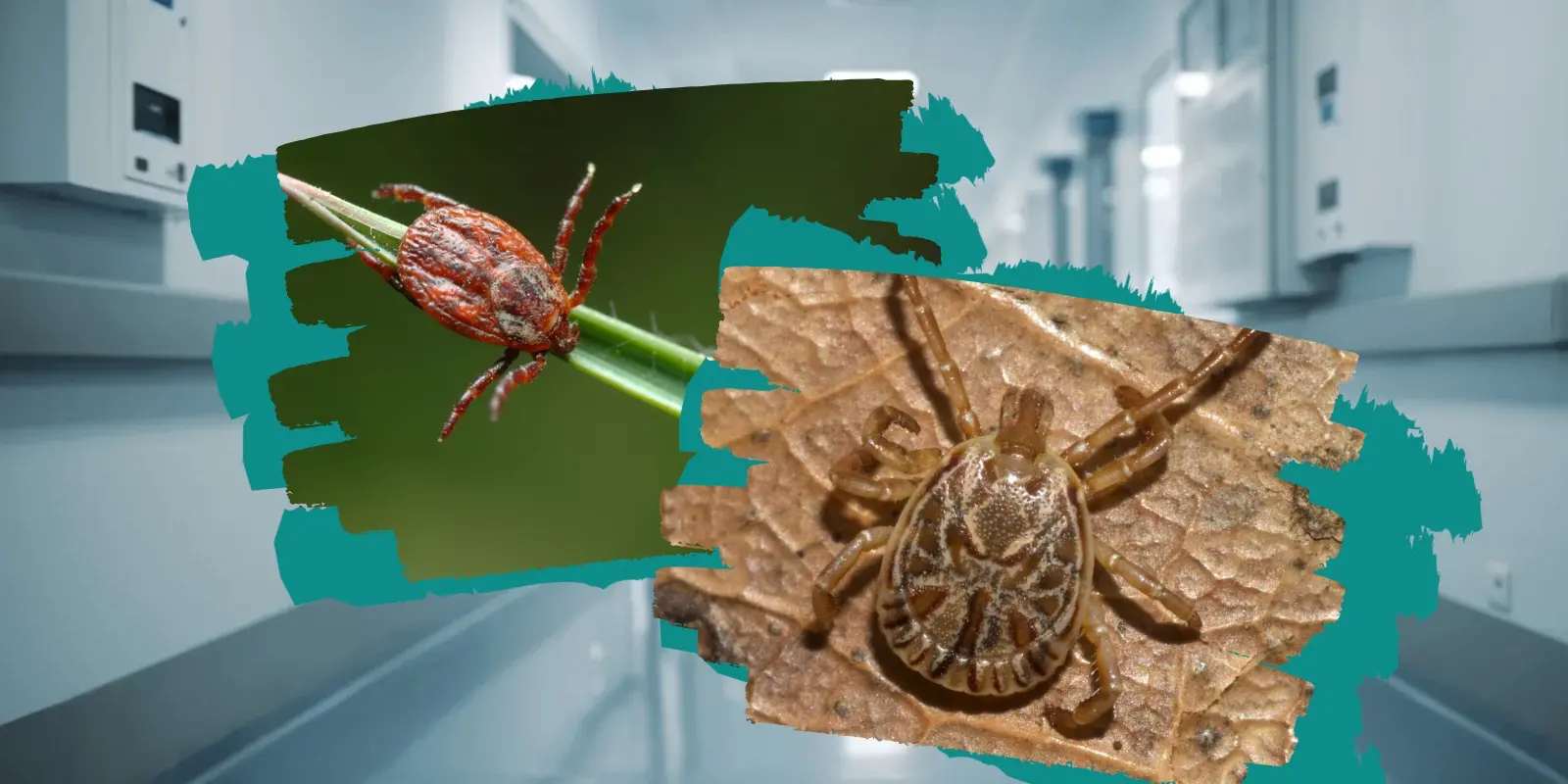 Juárez, El Paso y Las Cruces se unen contra la Rickettsia en foro binacional