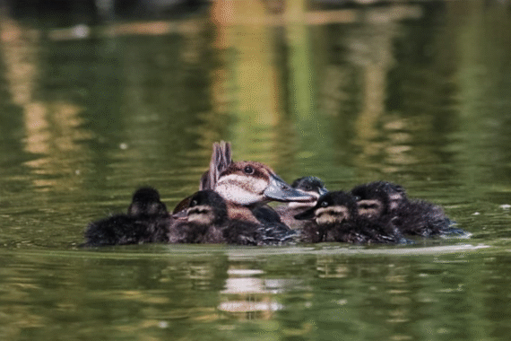Nacen crías de pato tepalcate en el Parque Central