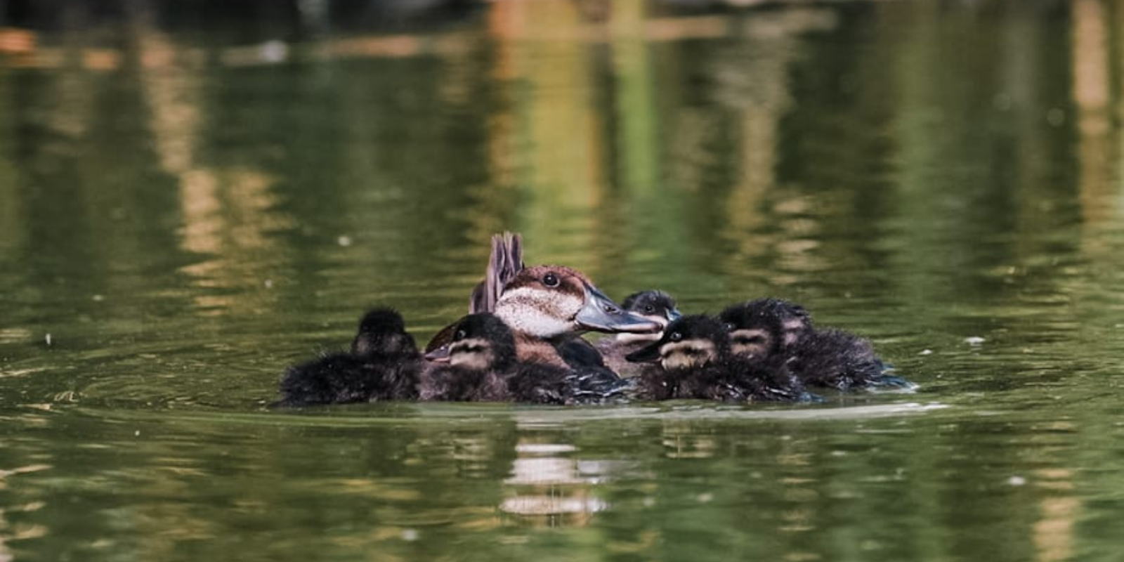 Nacen crías de pato tepalcate en el Parque Central