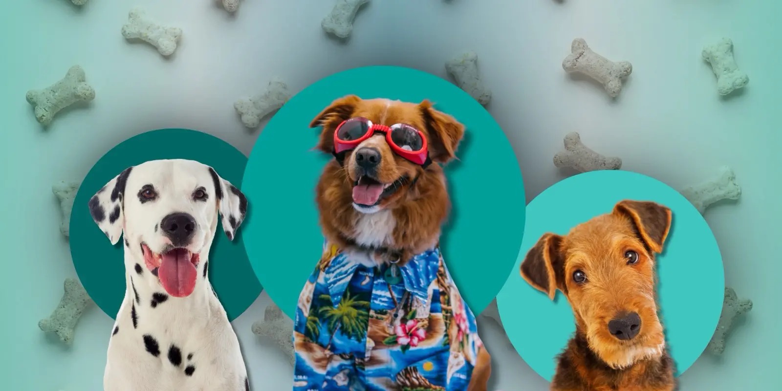 Día del Perro: entre el amor en casa y el abandono en las calles