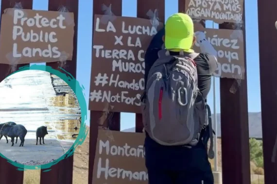 Nuevo muro fronterizo amenaza a la fauna de la Sierra Muleros