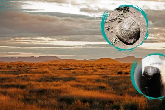 Reubican fauna endémica en la Reserva de la Biósfera de Janos