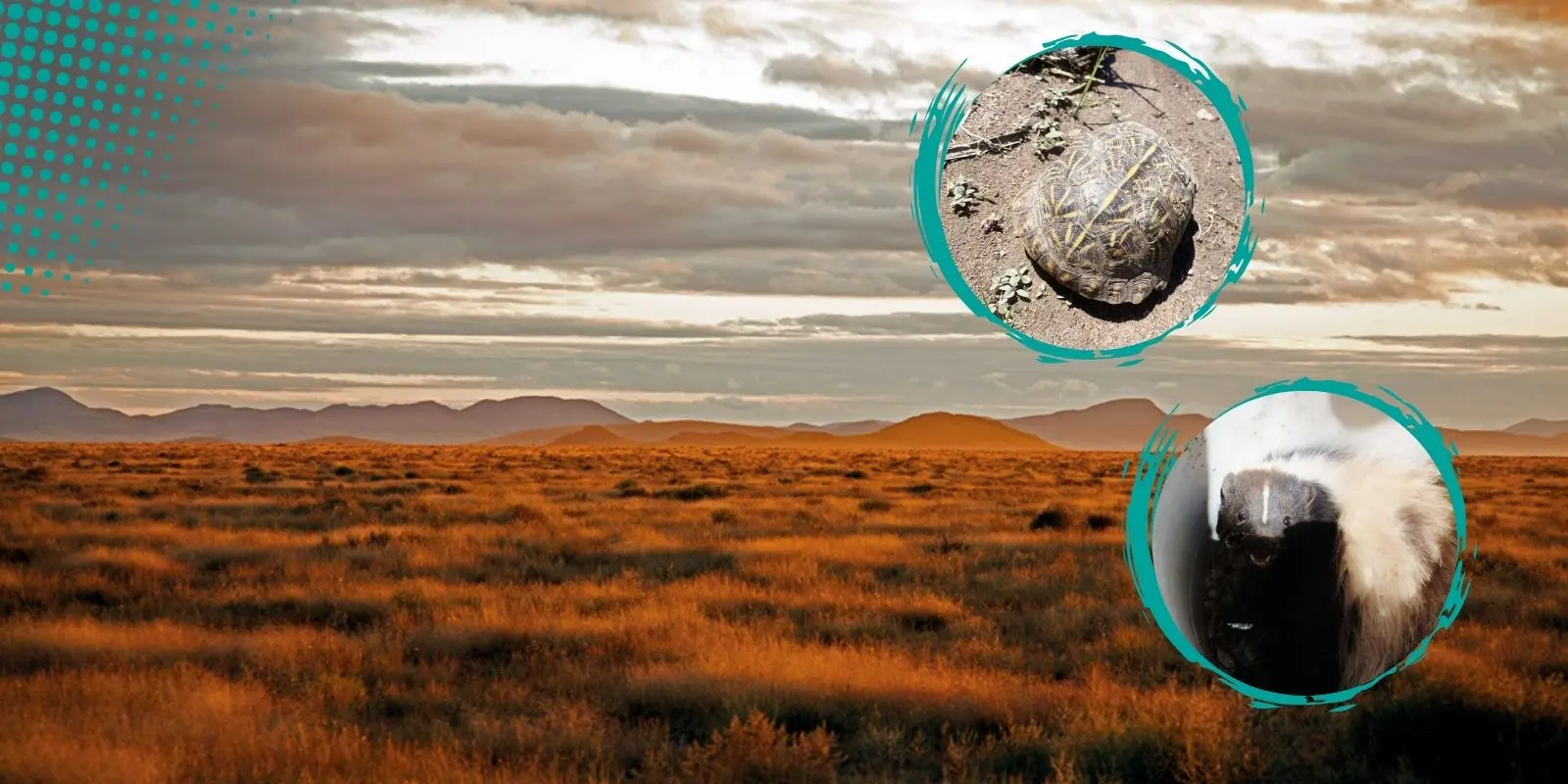 Reubican fauna endémica en la Reserva de la Biósfera de Janos