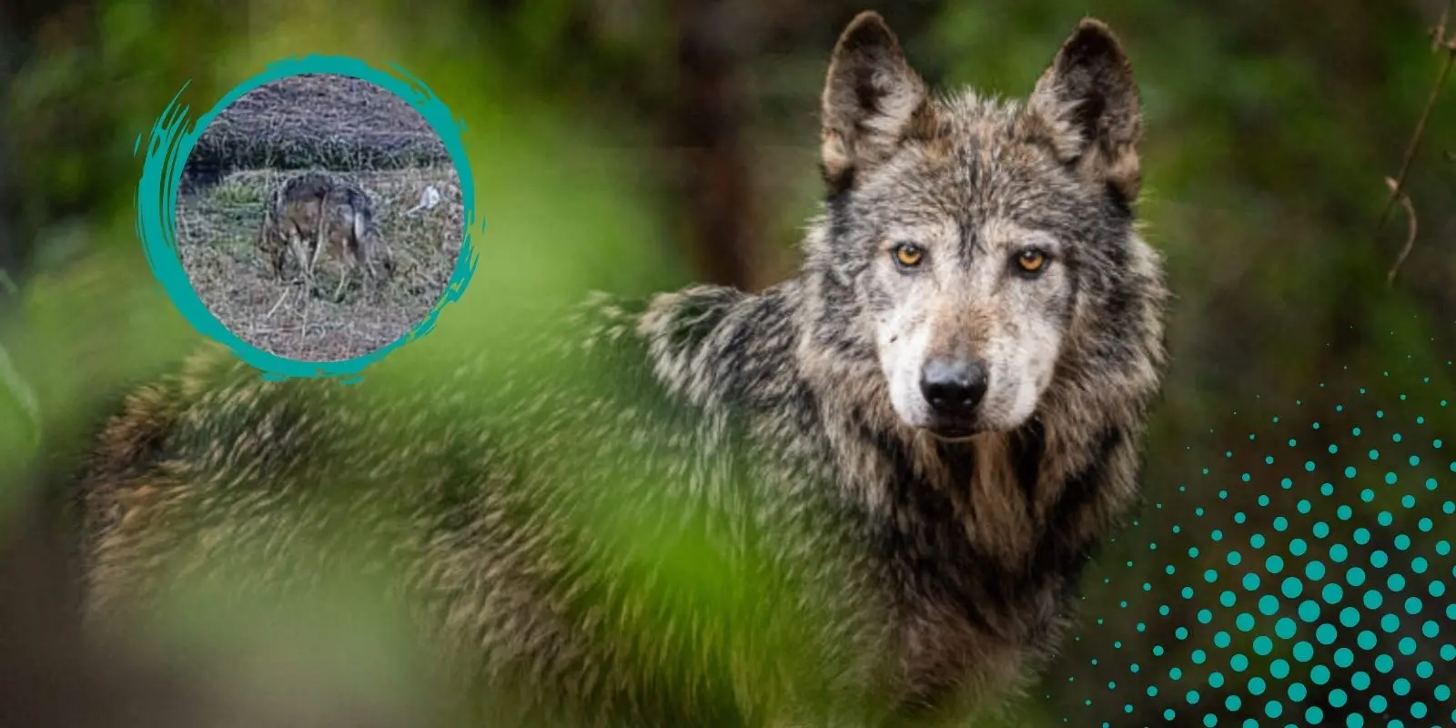 Avistan lobo mexicano nacido en libertad en el noroeste de Chihuahua